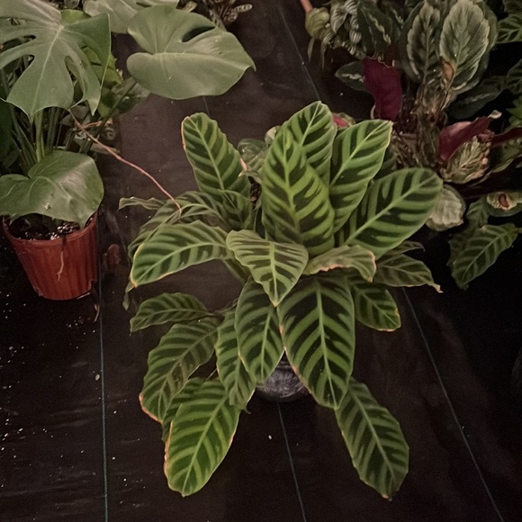 There BIG💥Calathea zebras 🪴🪴💥😻 - Picture 6 of 6
